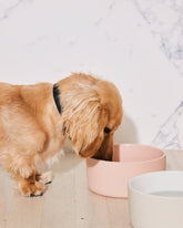 Bowls & Feeders